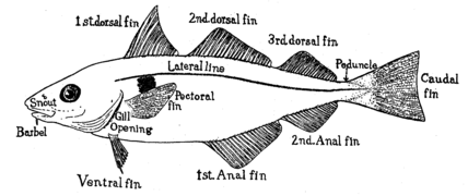 Haddocks have three dorsal fins
