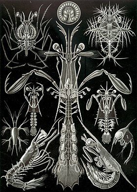 Phyllosoma de Palinura (canto superior esquerdo) numa página do livro de Ernst Haeckel Kunstformen der Natur (1904)