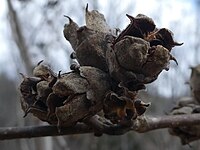 Hamamelis virginiana with persistent fruit in April