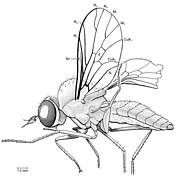 Hilarimorphites burmanica for Apystomyiidae 30 May 2020