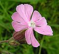 Silene dioica × Silene latifolia