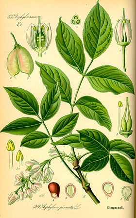 Staphylea pinnata