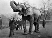 Jumbo și Matthew Scott, 1882