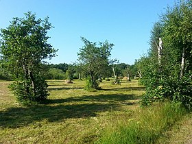 Pâtures de Jungfruskär.