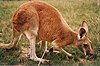 Red kangaroo