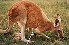 O canguru-vermelho é o maior macrópode existente e um dos componentes da heráldica australiana, juntamente com o emu.