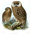 Смеющаяся сова из Ornithological Miscellany, Vol. I, 1875