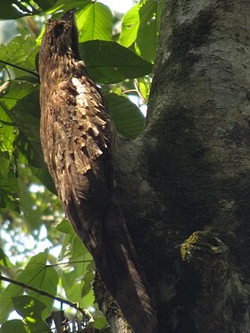 Espécime avistado na porção peruana da Amazônia