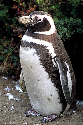 Um pinguim-de-magalhães perto de Punta Arenas, no Chile, no verão.