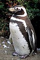 Magellanic penguin