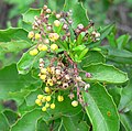 Mahonia repens