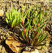 Dudleya multicaulis