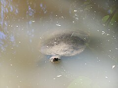 Description de l'image Mary-River-Schildkröte im Australia Zoo.JPG.