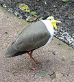 A masked Plover