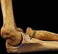 Left humerus at the elbow