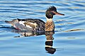 Red-breasted merganser Mergus serrator toppet skallesluger