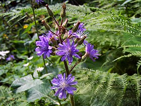 Mulgedium alpinum