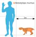 Size comparison of Notostylops murinus with a human.