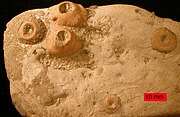 Crinoid holdfasts and bryozoans on an Upper Ordovician cobble from northern Kentucky