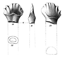 Palaeoscincus costatus, голотип (неполный зуб)