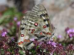 Accouplement, Parnassius apollo testoutensis (Savoie, France).