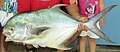 A permit caught off the coast of Nicaragua