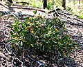 Persoonia confertiflora?! (IUCN)