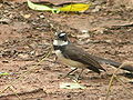 bird in Bohol, Philippines