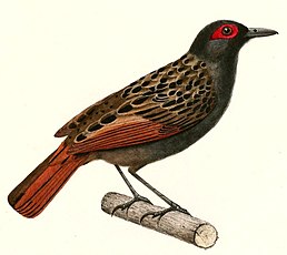 Рудоок плямистий (Phlegopsis nigromaculata)