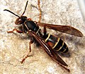 P. fuscatus from Illinois with a striped abdomen and red abdominal spots