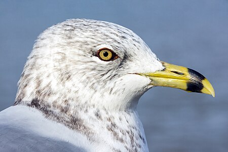 Ring-billed gull, by Crisco 1492