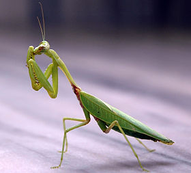 Mantis da Índia.