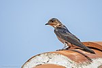 Progne chalybea in Jiquipilas, Mexico