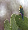 Mountain parakeet on cactus