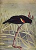 Illustration of a Red-winged Blackbird from Bird Neighbours