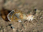 Rhotana sp. possibly R. ramentosa