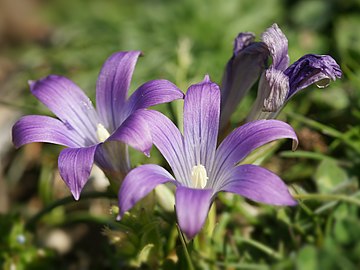 Romulea ligustica