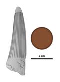 Illustrated tooth of Siamosaurus