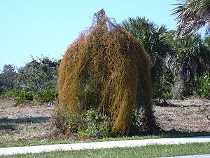 C. filiformis covering a tree, Caspersen Beach, west Florida