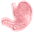 Stomach