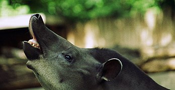 Flehmen response in a tapir