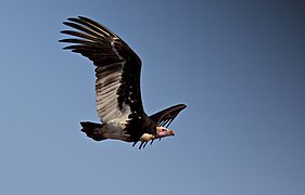 Flying in Kruger National Park, South Africa