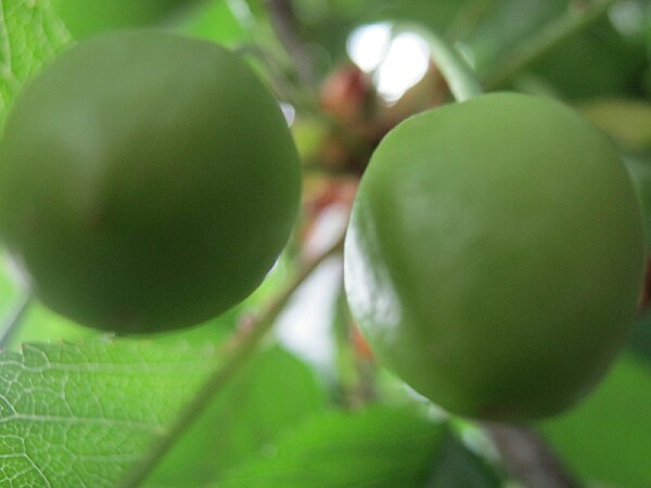 Unripe Cherries