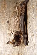 Brown bat