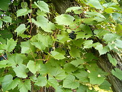 Vitis riparia