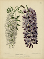 Wisteria sinensis, idem, [1868]
