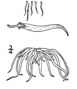 Ilustração esquemática de Wolffiella gladiata.