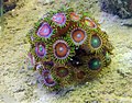 Zoanthidea: Zoanthus sp.