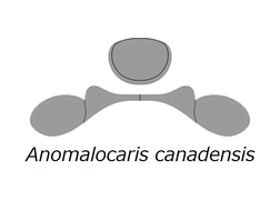 The head sclerite structure of Anomalocaris.