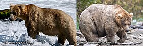 Two photos of a bear. It is skinny in the image labelled July 12, 2019. It is fat in the image labelled September 22, 2019.